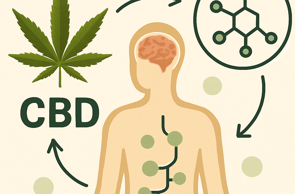 Qué es el CBD y cómo actúa en tu cuerpo